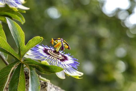 Męczennica Błękitna Passiflora Caerulea Uprawa Kwiatu Gardeneo