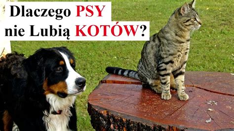 Dlaczego Psy NIE Lubią KOTÓW YouTube