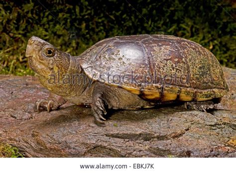 Stock Photo Mud Turtle Common Mud Turtle Eastern Mud Turtle