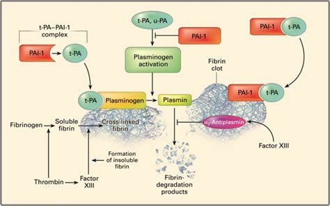 Figure Plasminogen Activators Urokinase Type Plasminogen