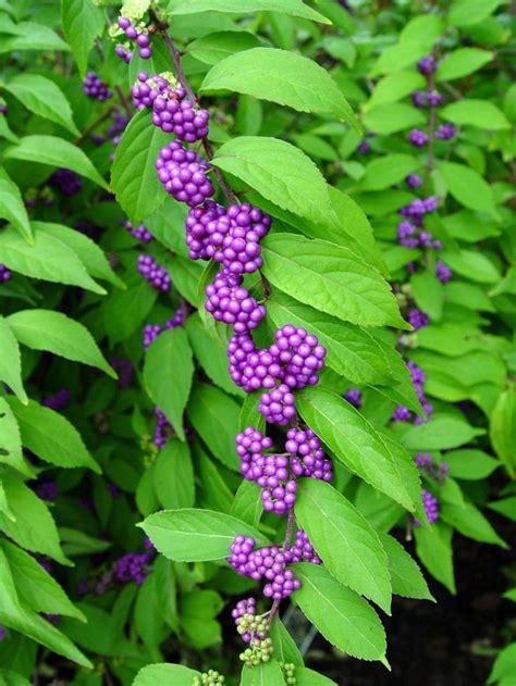 Purple Beauty Berry Callicarpa Dichotoma A Flowering Shrub With An Arching Habit And Bb Sized