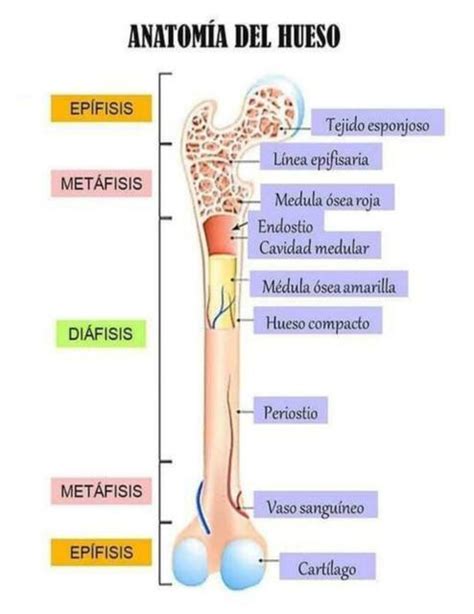 Anatomía del hueso fraii uDocz