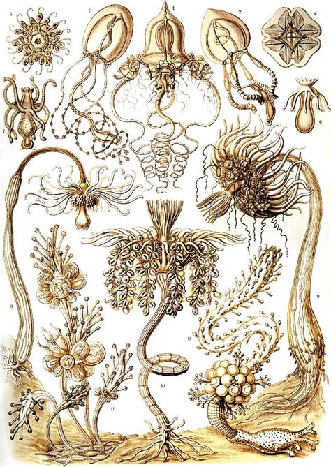 7 Haeckel Tubulariae Painting By Ernst Haeckel Fine Art America