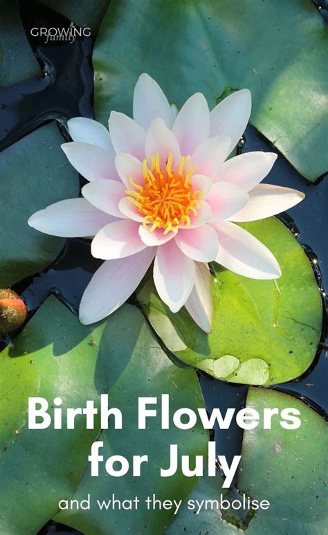 July birth flower: Larkspur & Water Lily - Growing Family | July birth ...