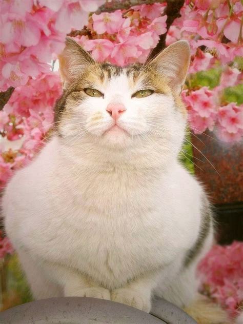 Коты и сакура (21 фото)