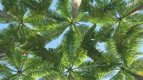 Exotisches Flair im eigenen Garten Alles was du über Palmen wissen