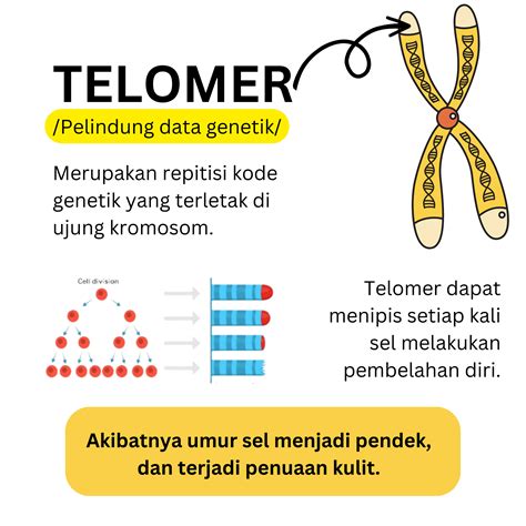 interchem prima mitra