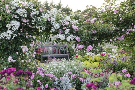 Rhs Garden Rosemoor Devon The Shrub Rose Garden In Summer © Rhs