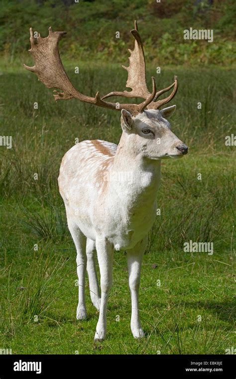 White Fallow Deer