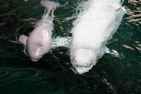 Beluga Whale Gives Birth To Calf At Georgia Aquarium Dnews Discovery