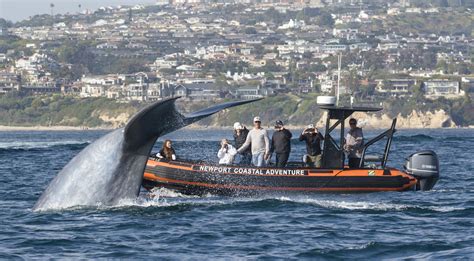 Newport Coastal Adventure | The Ultimate Whale Watching Adventure!