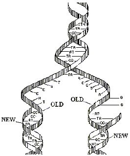 Molecular Genetics Dna Rna Protein Dna Replication