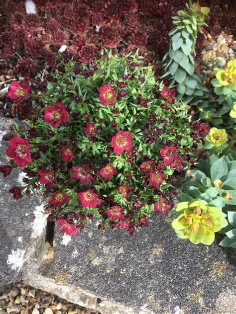 Saxifraga Arendsii Touran Deep Red The Beth Chatto Gardens