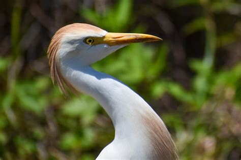 Premium Photo Orange Cattle Egret Strutting Head Close Up