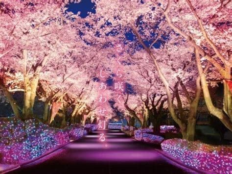 Night Cherry Blossom Jewellumination At Yomiuri Land 2024 Japan Web