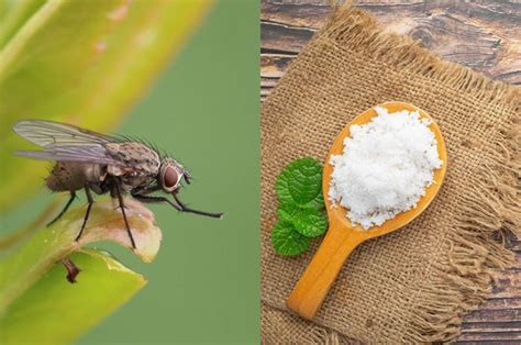 Saking Ampuhnya Cuma Modal Garam Dicampur Bahan Ini Bisa Usir Lalat