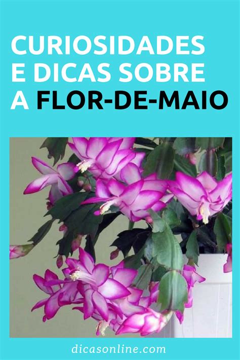 Flor de maio Tudo o que você precisa saber para cultivar e manter uma