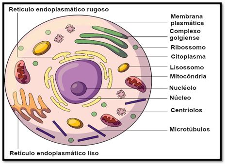 Nadar Anseio Agrupar Organelos Celulares Celula Eucariota Exerc Cios