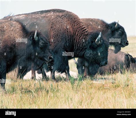 American Buffalo Is North American Species Of Bison Grazing Grasses Of