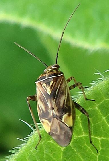 Lygus Lineolaris Bugguide Net