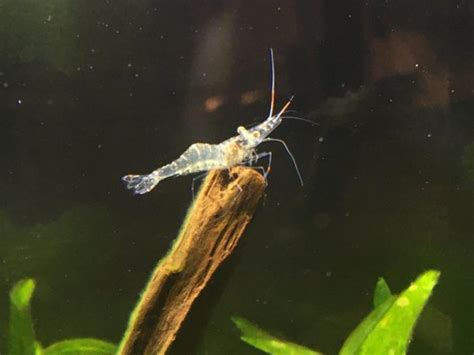 Ghost Shrimp Complete Guide To Care Breeding Tank Size And Disease