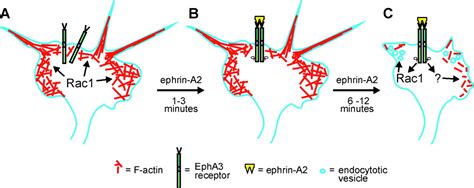 Rac Mediated Endocytosis During Ephrin A And Semaphorin A Induced