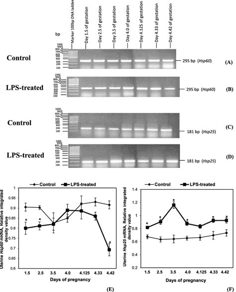 Gene Expression Of Hsp60 And Hsp25 In Mouse Uterine Horn Collected From