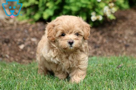 Teddy Bear Dog Breeds For Cuteness And Cuddles Teddy Bear Puppies