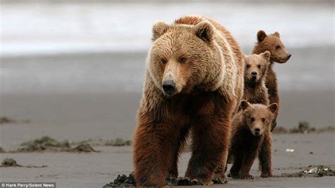 Grizzly Bear Protects Her Triplet Cubs