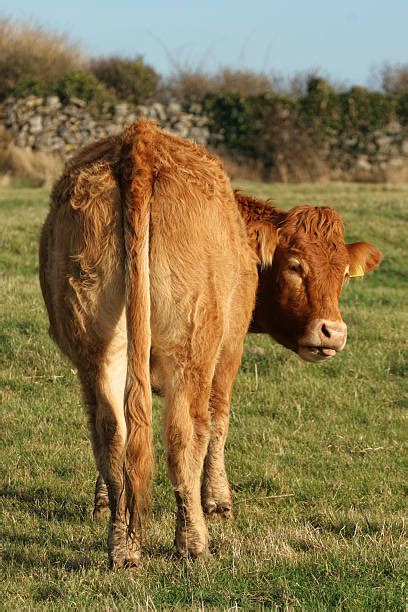 Best Cow Tail Stock Photos Pictures And Royalty Free Images Istock