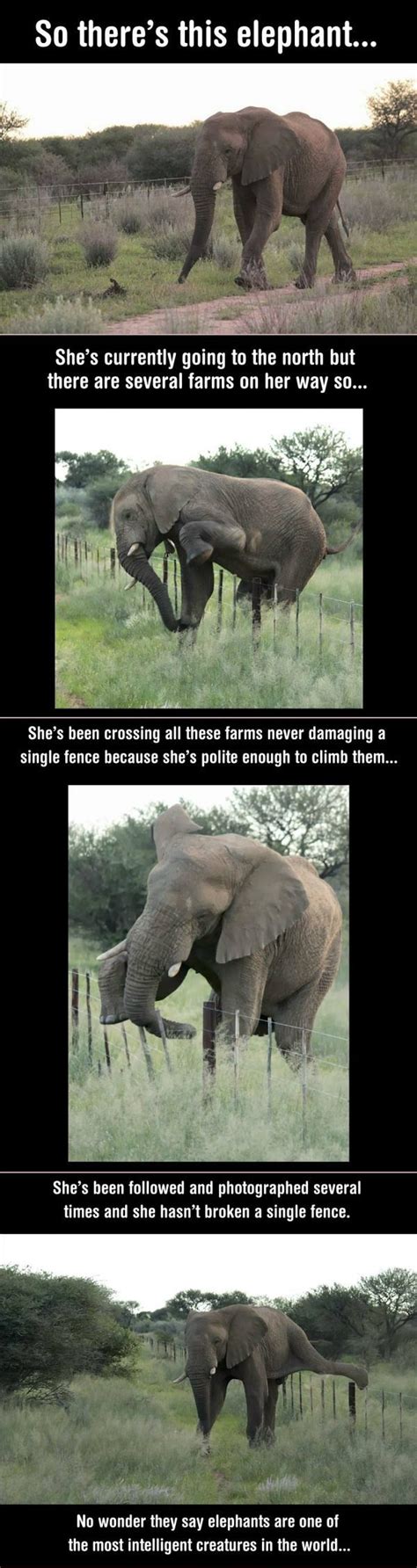 An Elephant Standing On Top Of A Lush Green Field