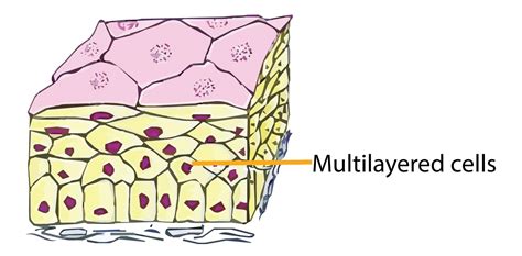 Describe Various Types Of Epithelial Tissues With The Help Of Labeled