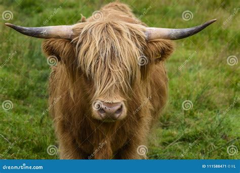 Highland Cattle In Portrait Grazing In A Green Pasture Cute Cow In The