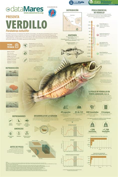Datamares On Twitter Datamarespresenta Verdillo Paralabrax