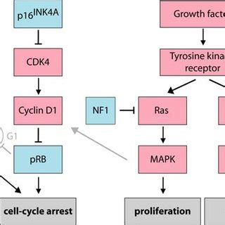 Major Molecular Pathways Altered In Gliomas Several Pathway Elements