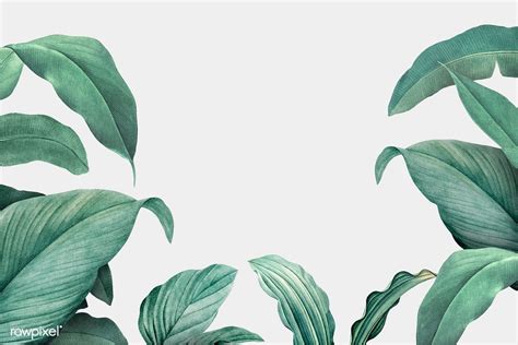 Hand Drawn Tropical Leaves On A White Background Vector Premium Image