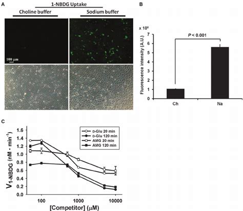 Sodium Dependent Nbdg Transport Via Hsglt A Fluorescence Images