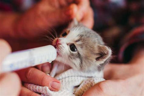 C Mo Alimentar A Un Gato Reci N Nacido Pets Bioforestal