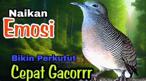 Perkutut Lokal Gacor Pancingan Perkutut Paling Bagus Menaikan Emosi