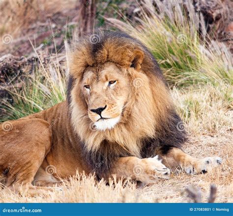 Male Lion Resting Stock Image Image Of Nature Large