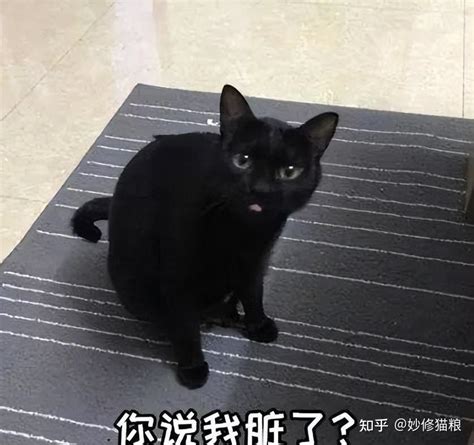 为什么劝你不要养“黑猫”？这5点原因太现实了 知乎