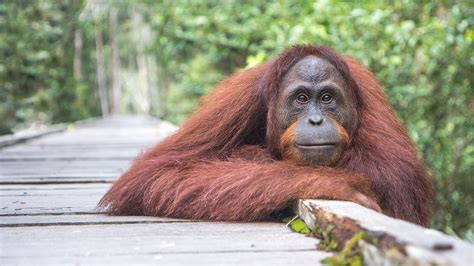 Where To See Orangutans In Borneo Travelage West