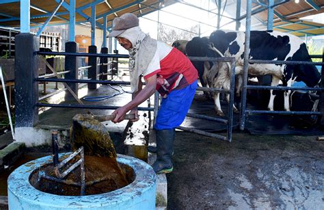 Limbah Kotoran Sapi Menjadi Biogas MEGA JAYA