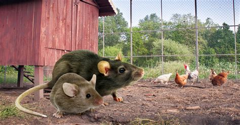 Rats et souris éloigner les rongeurs du poulailler Mes poules