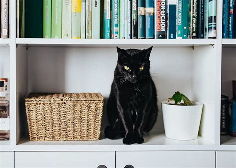 Злые кошки: фото и описание самых страшных, опасных пород котов в мире