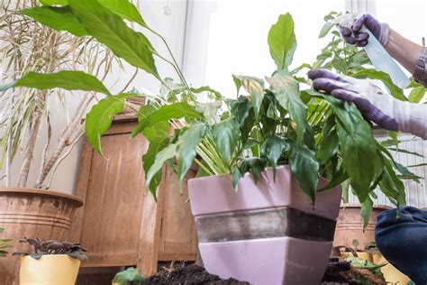 Overwatered Peace Lily Signs How To Revive The Plant Properly Rooted