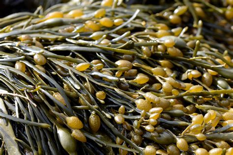 3 Ways All-Natural Seaweed Can Improve People's Lives and Health