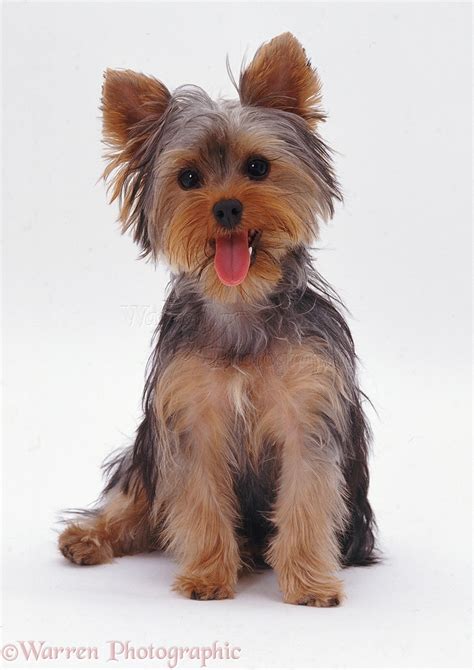 Dog Yorkie Pup Sitting Photo Wp08111