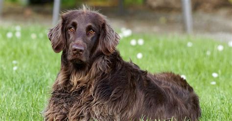 dog breeds  germany