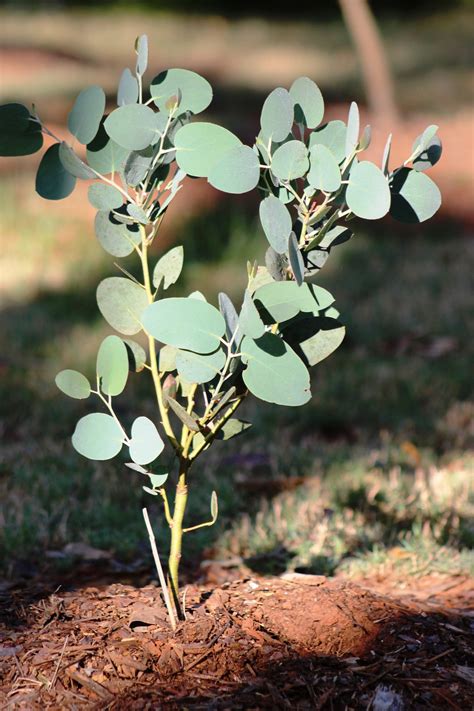 Eucalyptus pauciflora 'Mappa Tassie' - SouthernEucs